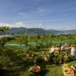 Weinberg2_(c)TineSteinthaler